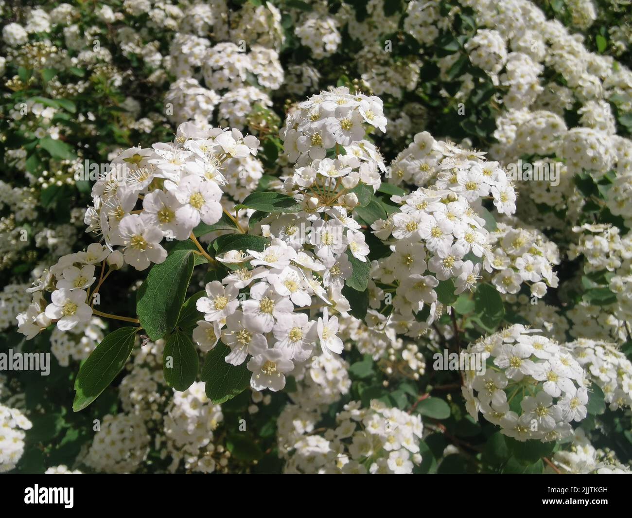 Un primo piano di Spiraea vanhouttei (Vanhoutte Spirea) fiori che crescono in un giardino Foto Stock