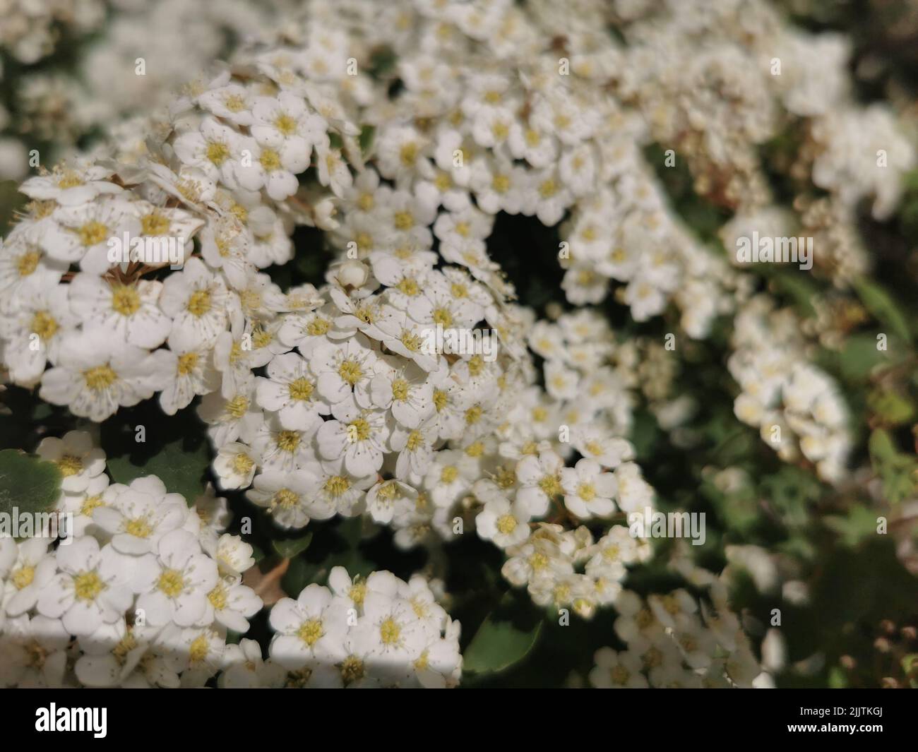 Un primo piano di Spiraea vanhouttei (Vanhoutte Spirea) fiori che crescono in un giardino Foto Stock
