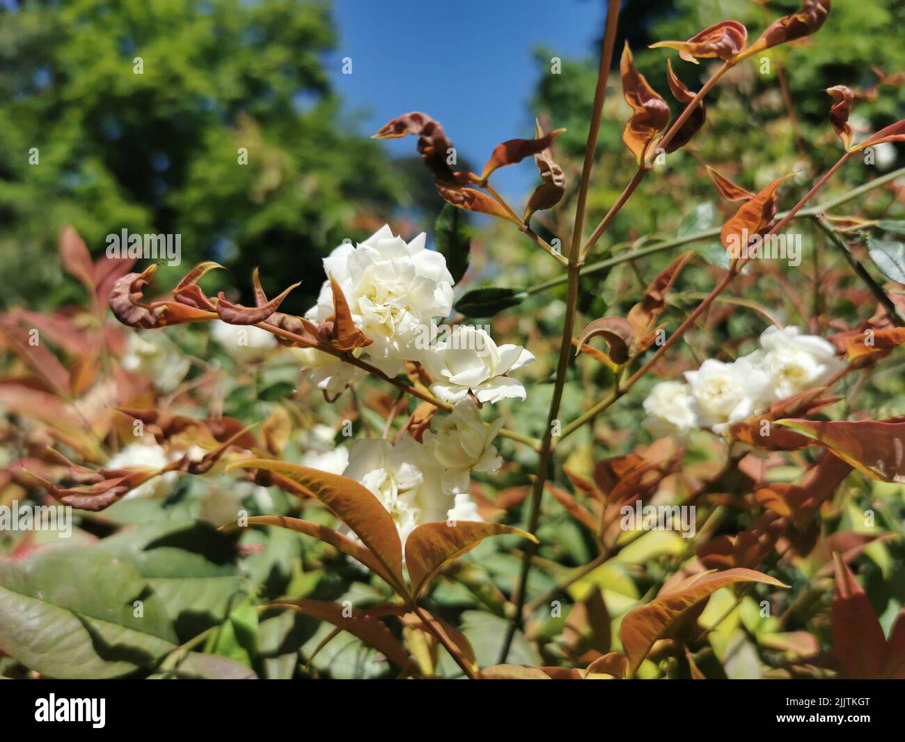 Un primo piano di fiori bianchi della rosa di Lady Banks (Rosa banksiae) che crescono in un giardino Foto Stock