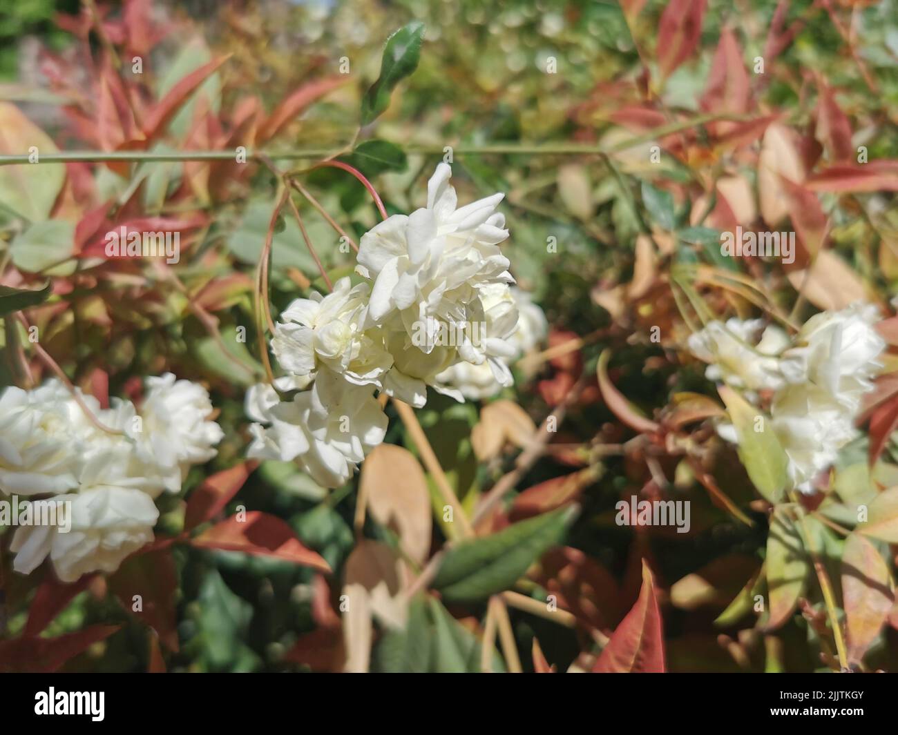 Un primo piano di fiori bianchi della rosa di Lady Banks (Rosa banksiae) che crescono in un giardino Foto Stock