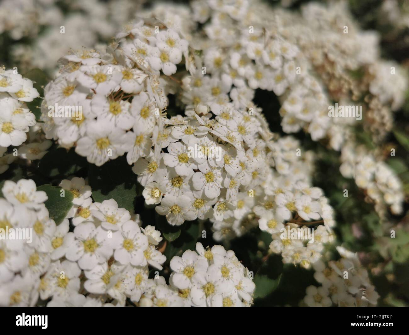 Un primo piano di Spiraea vanhouttei (Vanhoutte Spirea) fiori che crescono in un giardino Foto Stock