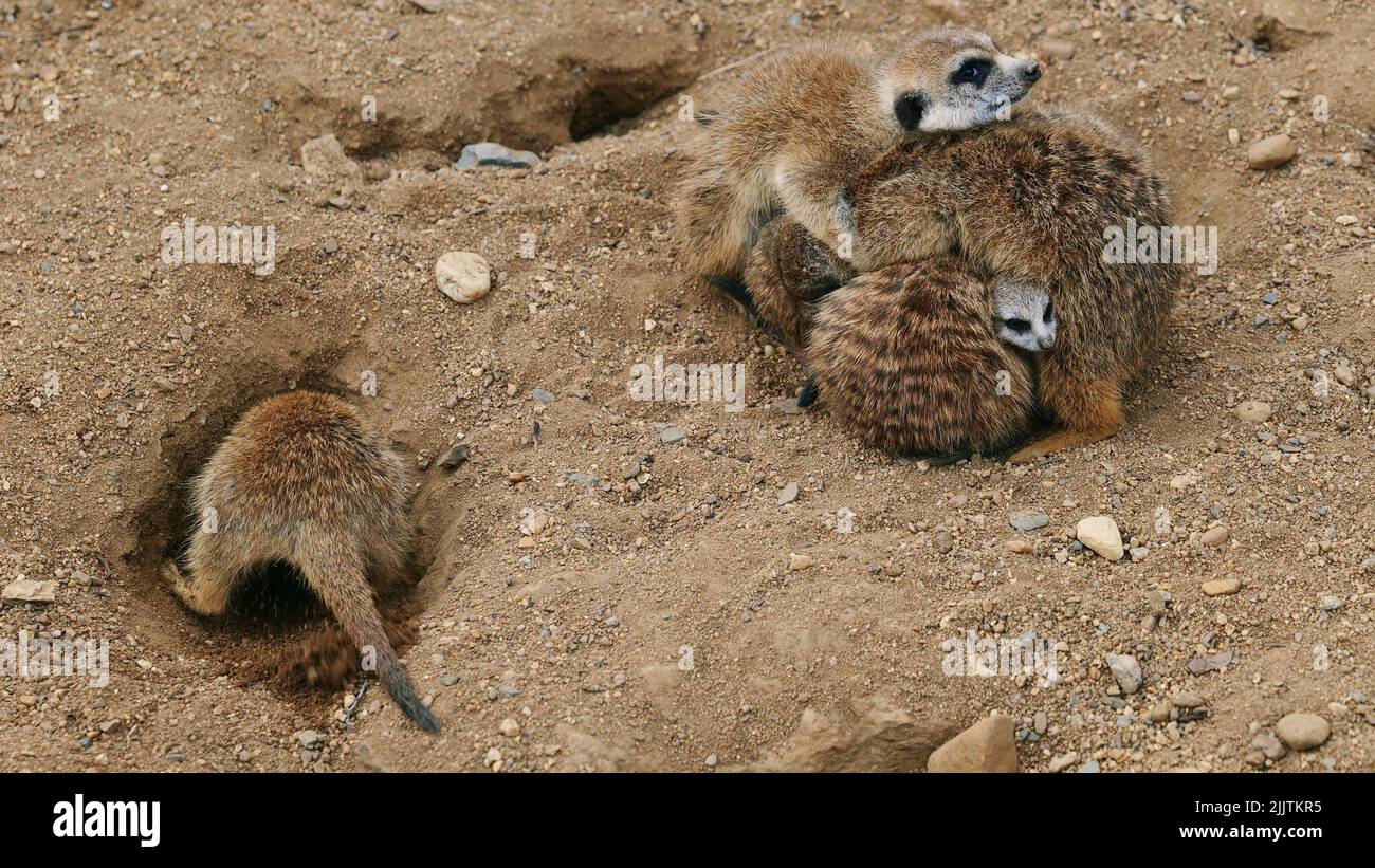 Un primo colpo di meerkats scavando buchi e proteggersi l'un l'altro Foto Stock Un primo colpo di meerkats scavando buchi e proteggersi l'un l'altro Foto Stock
