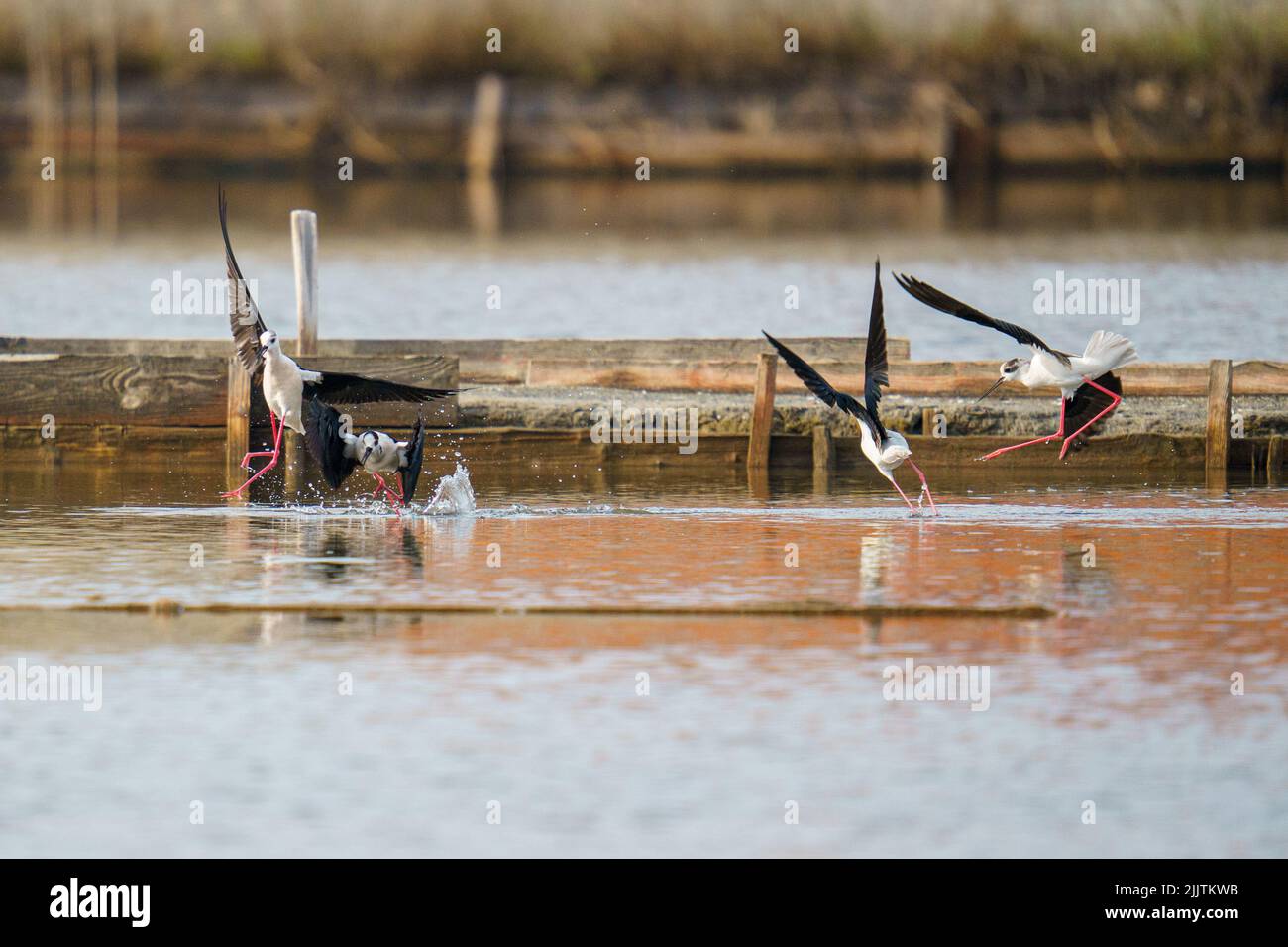 Un bel colpo di uccelli Slilt Walker che volano su un fiume alla ricerca di cibo con sfondo sfocato Foto Stock