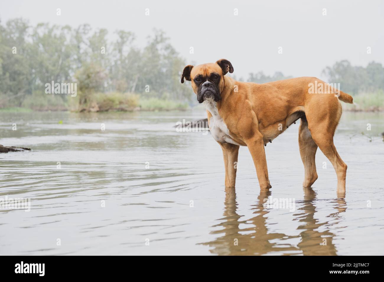 Un primo piano di un cane guardia Bullmastiff sulla spiaggia fissando la macchina fotografica Foto Stock