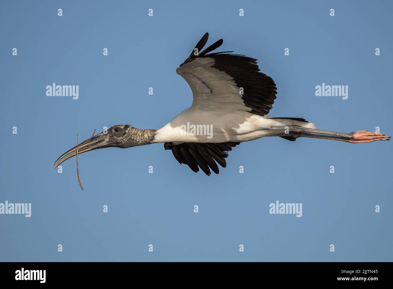 Un primo colpo di uccello di Ciconiformes sta volando Foto Stock