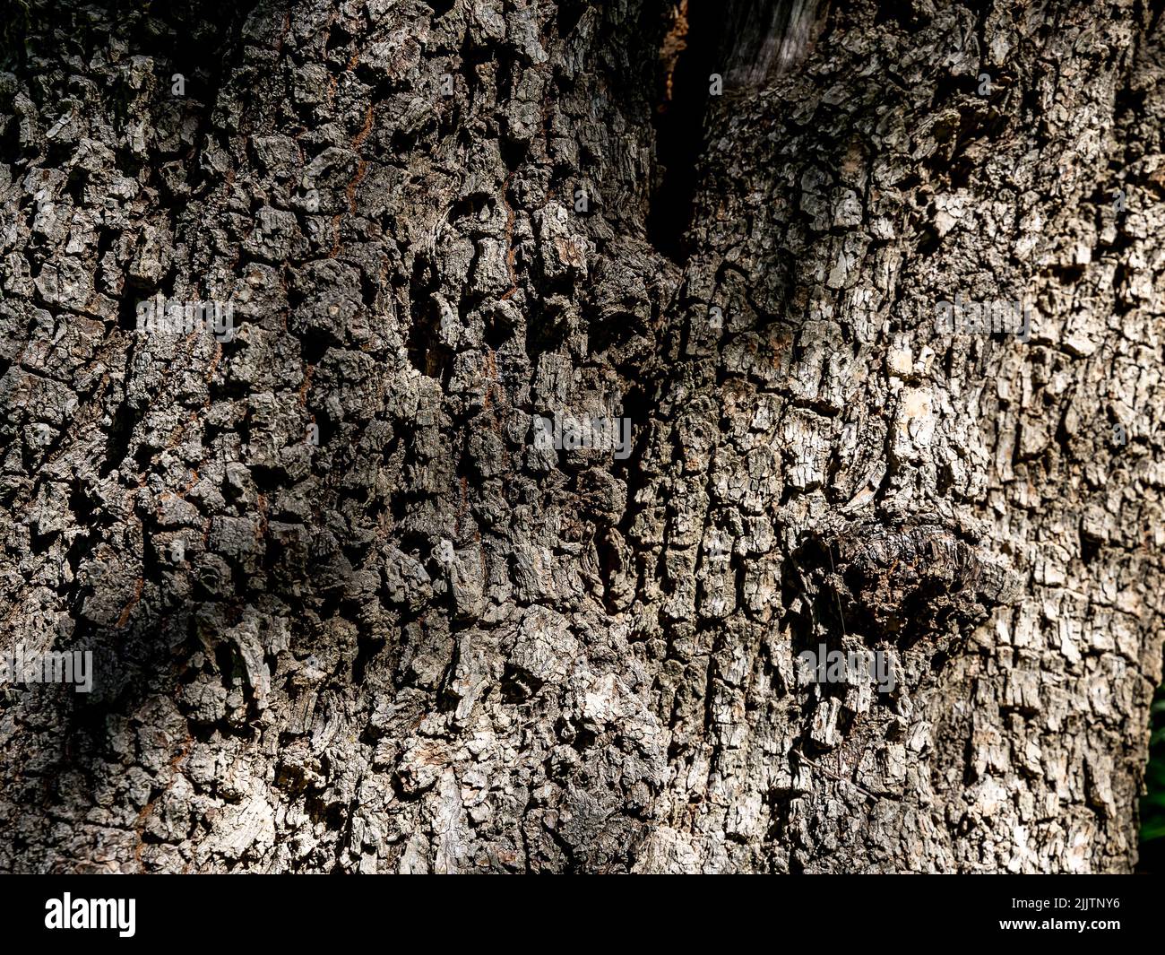 I dettagli della struttura naturale di corteccia di albero con luce solare Foto Stock