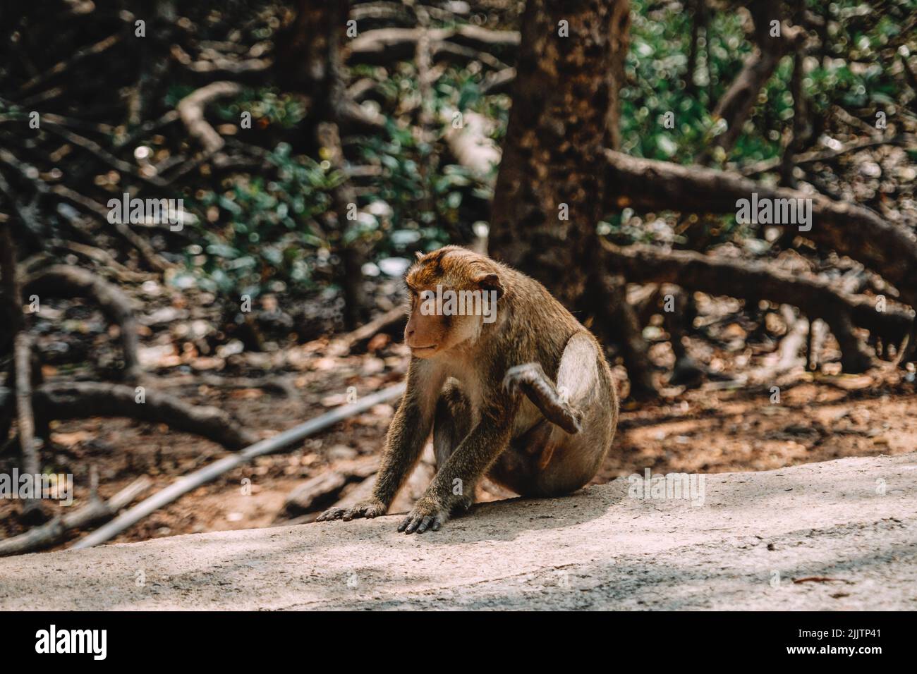 Una messa a fuoco poco profonda di una scimmia adorabile nella foresta Foto Stock