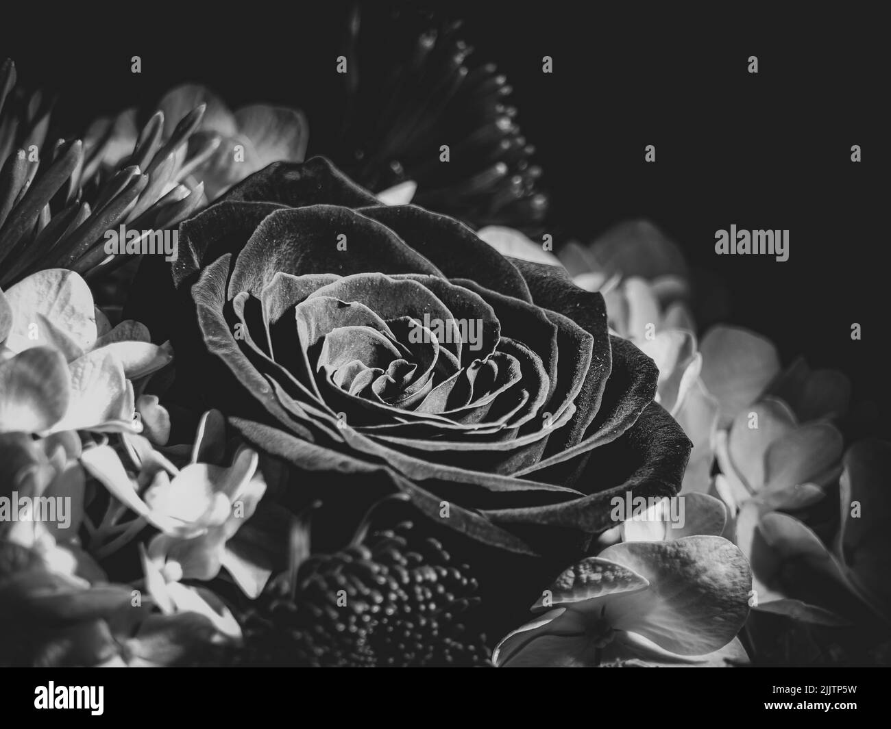Una foto in scala di grigi di una bella rosa circondata da altri fiori Foto Stock