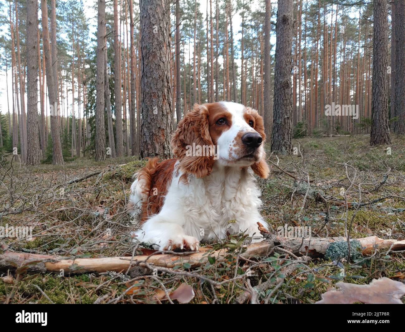 Un colpo di un adorabile spaniello di caccia nella foresta Foto Stock
