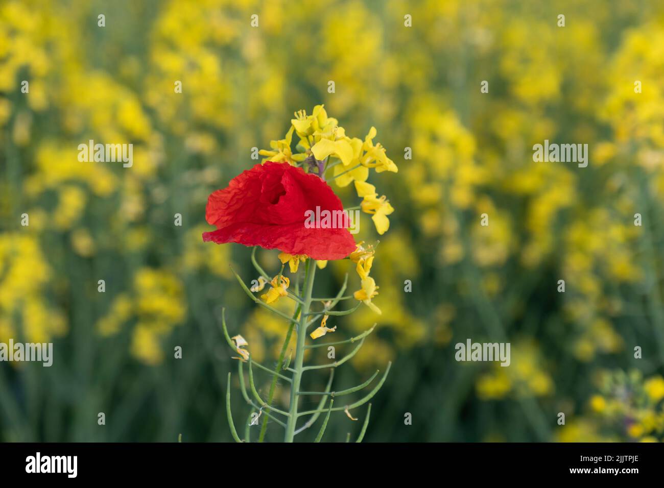 Un primo piano di un papavero rosso su una pianta di semi di ravizzone con fiori gialli Foto Stock