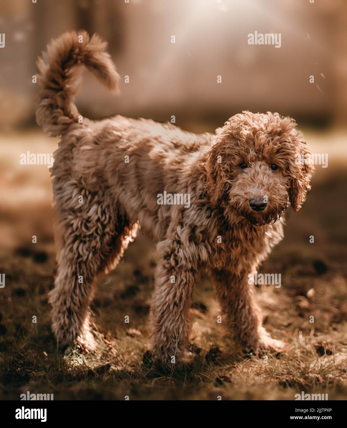 Un cane marrone aggy che cammina all'aperto Foto Stock