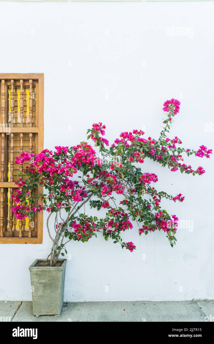 Un colpo verticale di una pianta di fiori rosa in vaso vicino ad una parete bianca Foto Stock