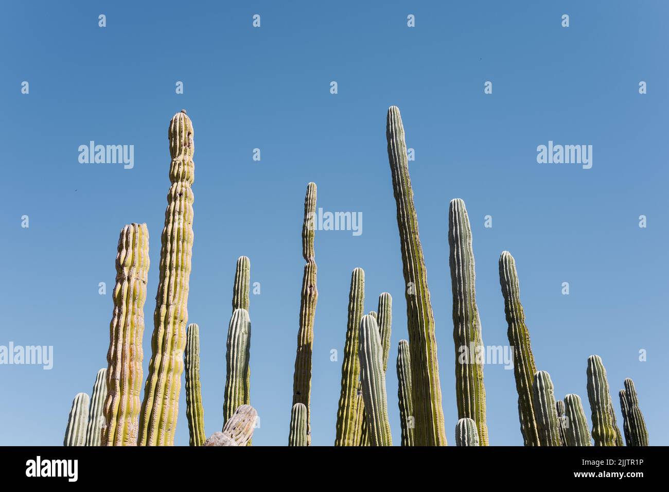 Un'inquadratura ad angolo basso di cactus alti sotto un cielo blu in Baja California Foto Stock