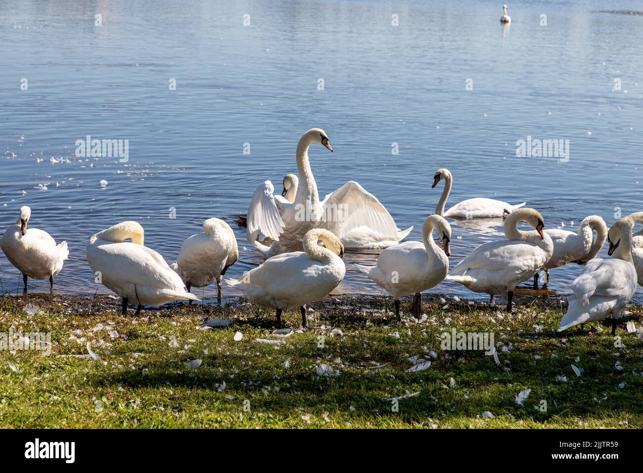 Una vista di bellissime cigni bianchi sul lago a Point Pleasant Beach nel New Jersey Foto Stock