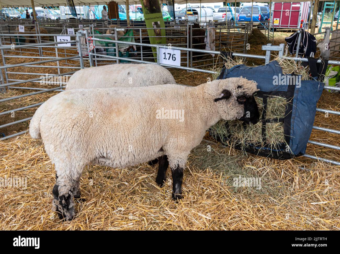 Oxford Down Sheep nella tenda delle pecore al New Forest and Hampshire County Show nel luglio 2022, Inghilterra, Regno Unito Foto Stock