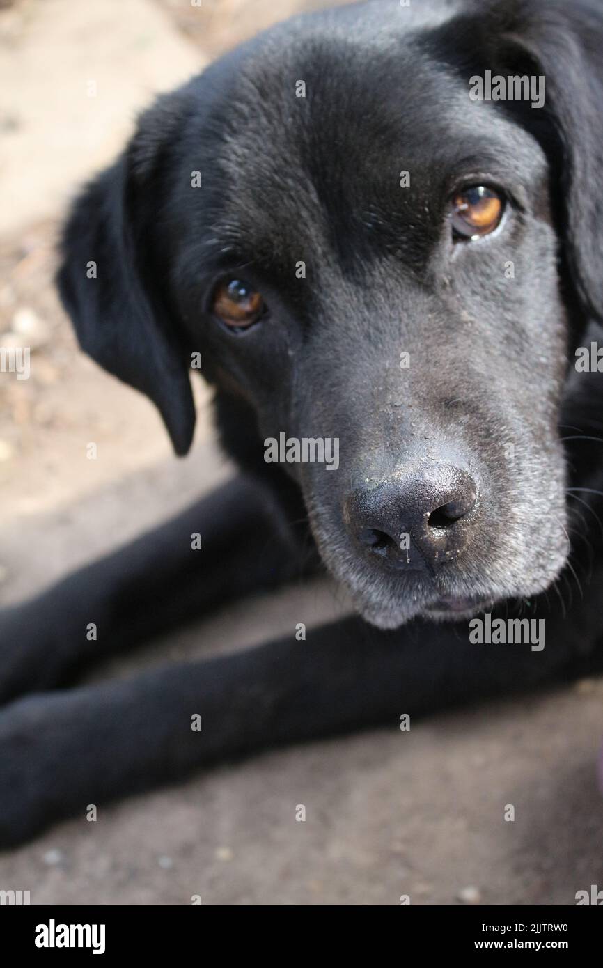 Un Labrador Retriever foto. Foto Stock