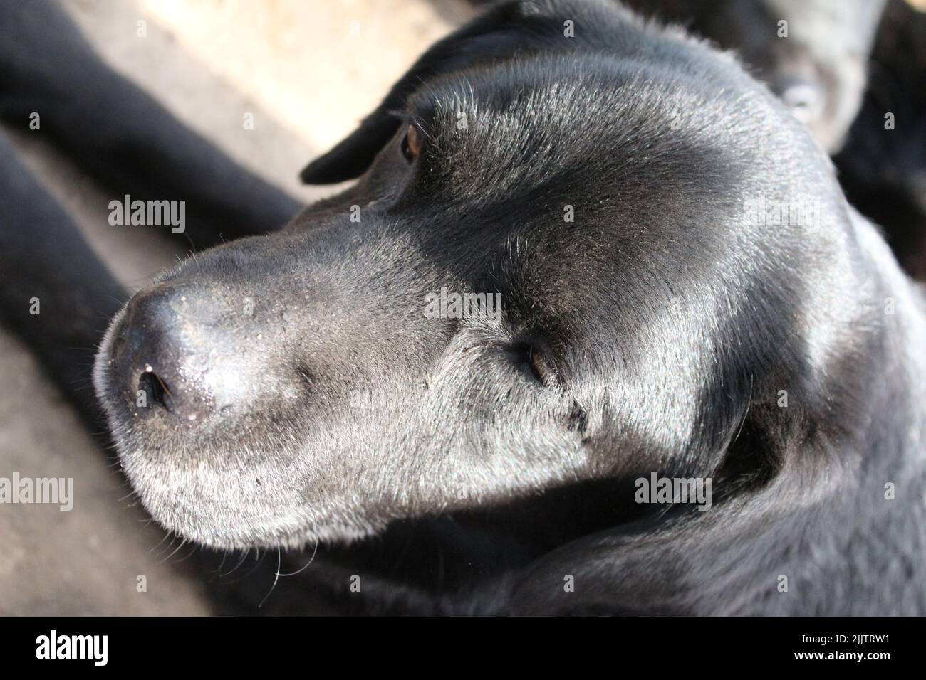 Un Labrador Retriever foto. Foto Stock