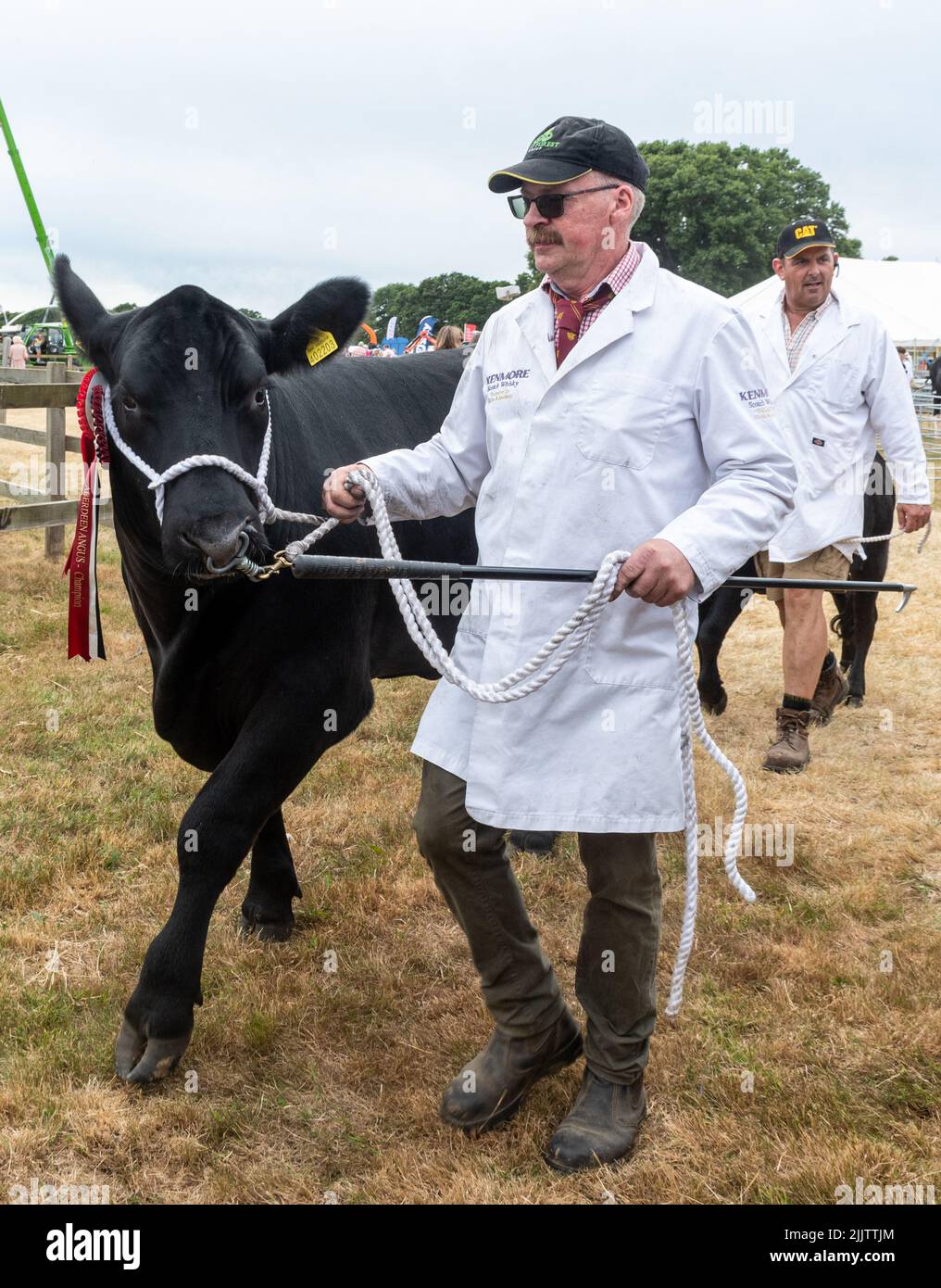 Aberdeen Angus bestiame razza al New Forest and Hampshire County Show nel luglio 2022 Inghilterra, Regno Unito, il campione a piedi indietro dopo giudicare con rosette Foto Stock