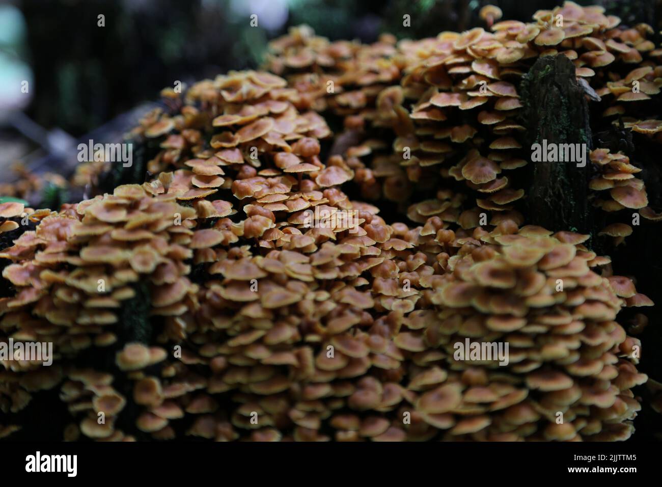 Un primo colpo di gruppo di funghi agarici di Miele in crescita su sfondo sfocato Foto Stock