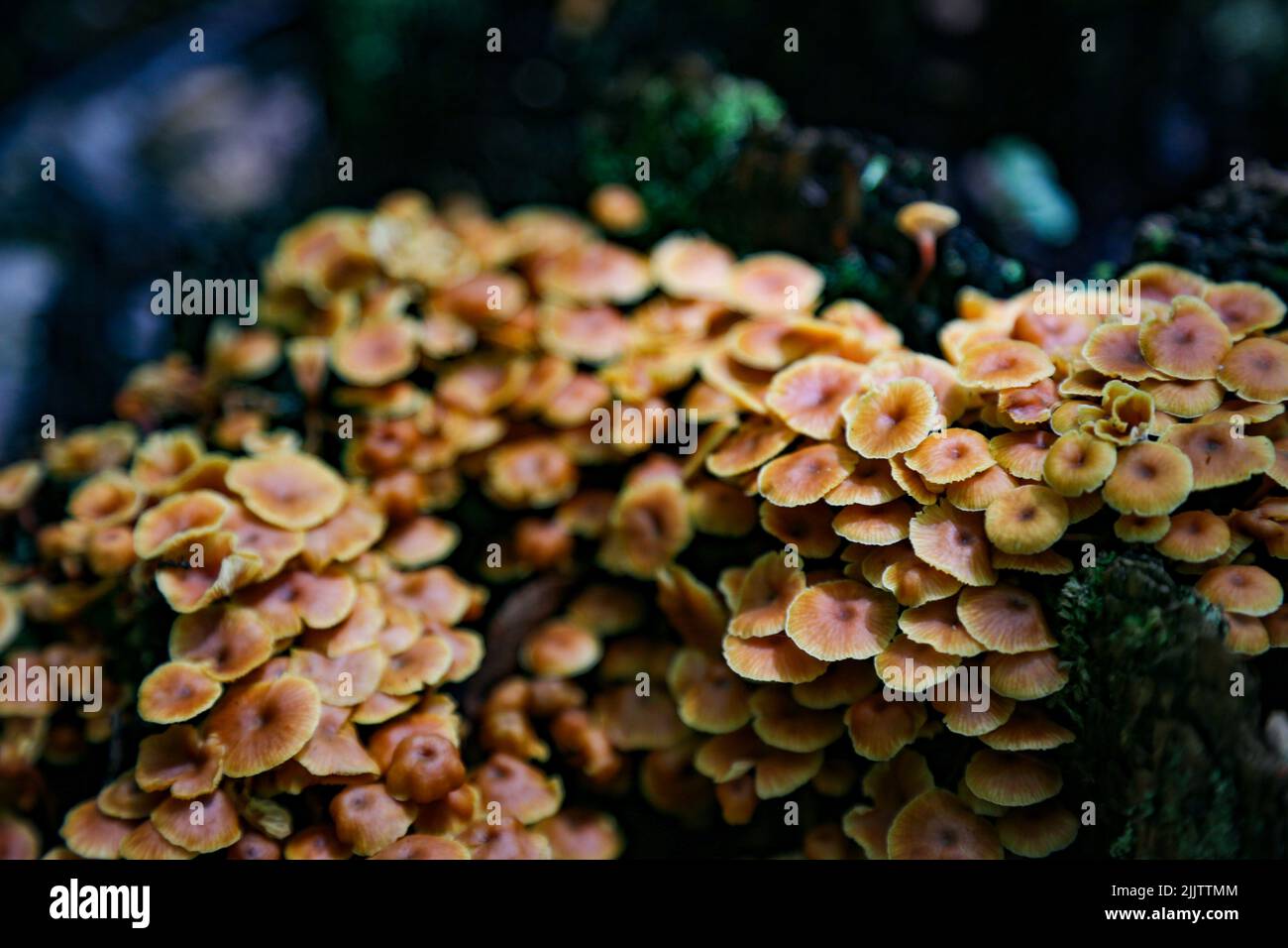 Un primo colpo di gruppo di funghi agarici di Miele in crescita su sfondo sfocato Foto Stock