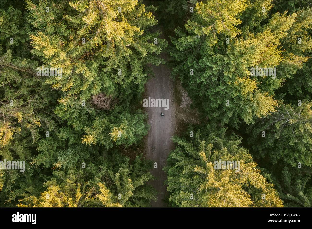 Una vista aerea di una persona che cammina lungo un percorso attraverso lussureggianti alberi verdi e folti nei boschi Foto Stock