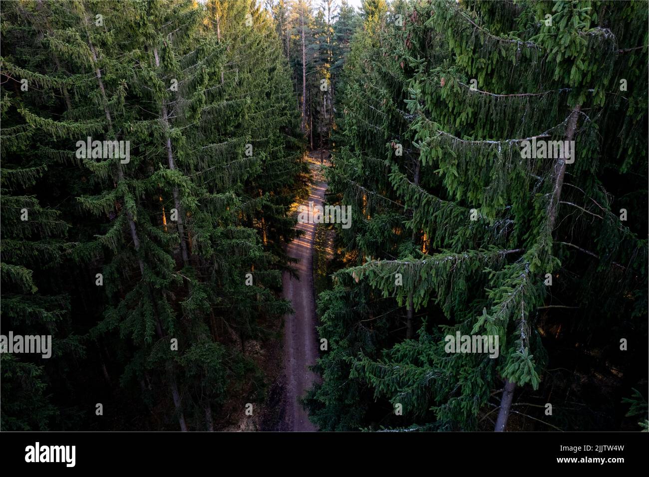 Una vista aerea di una persona che cammina lungo un percorso attraverso lussureggianti alberi verdi e folti nei boschi Foto Stock