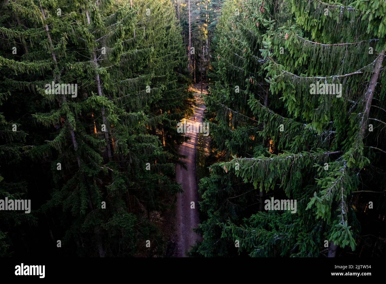 Una vista aerea di una persona che cammina lungo un percorso attraverso lussureggianti alberi verdi e folti nei boschi Foto Stock