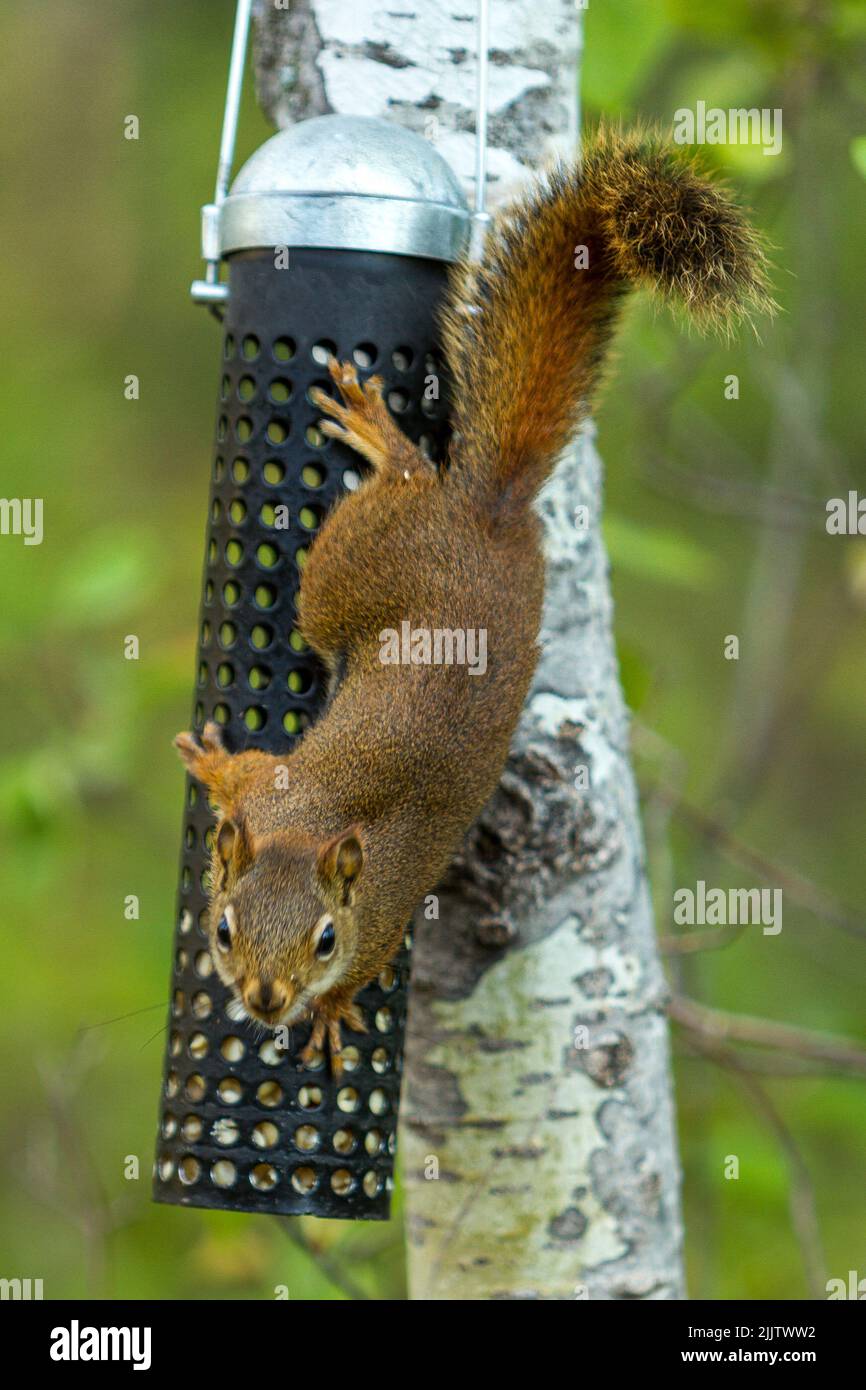 Un colpo verticale di uno scoiattolo dalla coda rossa che cerca di rubare l'alimentazione degli uccelli, su uno sfondo sfocato Foto Stock