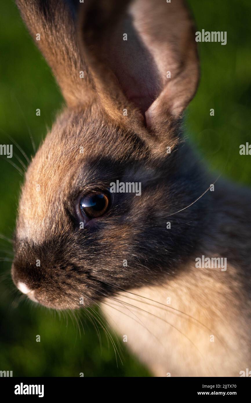 Un primo piano di testa di coniglio marrone guardando il lato Foto Stock