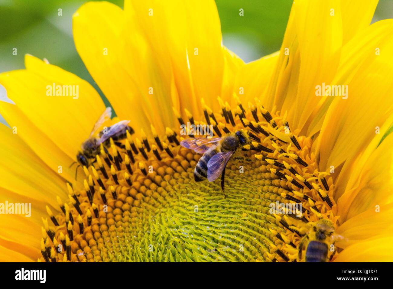 Il primo colpo di api su un girasole su un campo Foto Stock