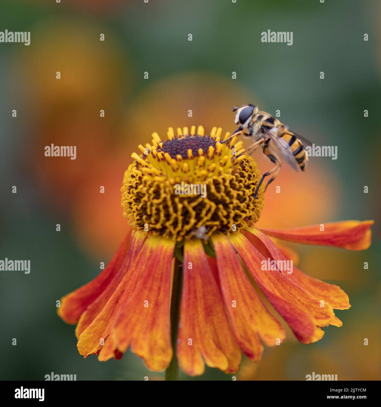 Hoverfly, Myathropa florea, che raccoglie polline da un unico fiore di elio circondato da colore Foto Stock