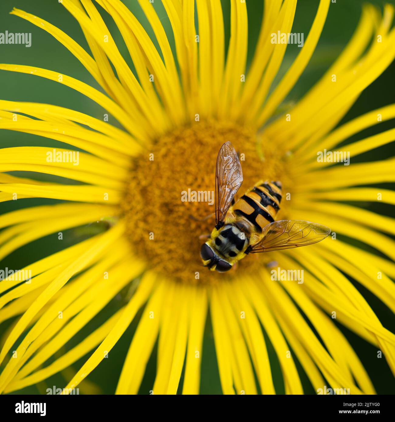 La colorata forea miathropa, specie comune europea di hoverfly, che raccoglie il polline da una pianta di Inula helenium nei Giardini di Kew Foto Stock