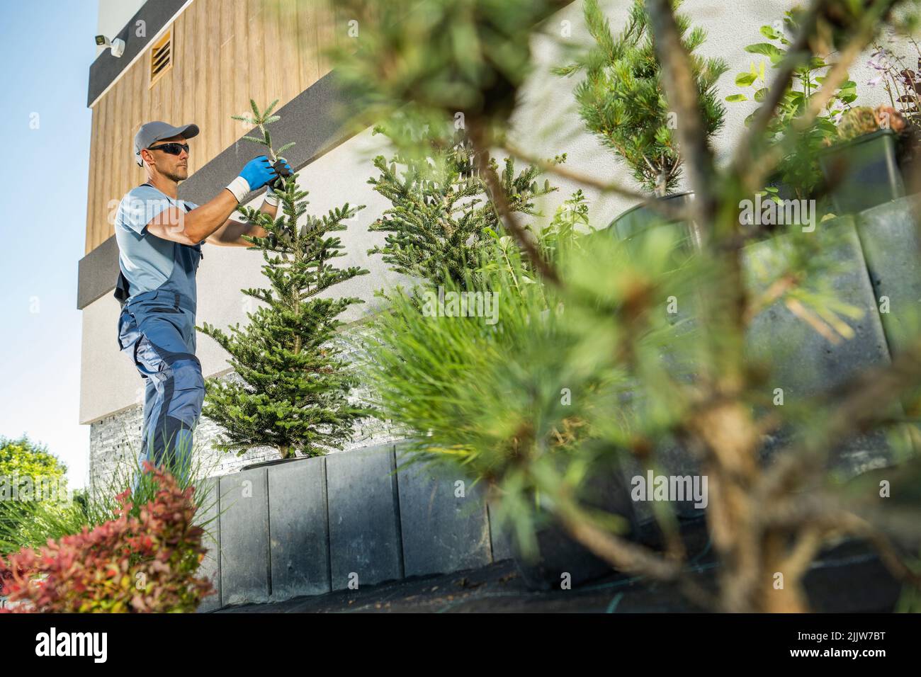 Paesaggista caucasico e giardiniere professionista nel suo 40s piantando grandi alberi di abete rosso in un giardino residenziale. Foto Stock
