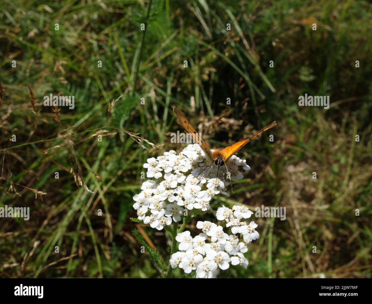 Farfalla arancione, rame scarso, (Lycaena virgaureae) succhiare nettare da un fiore di arrow. Foto Stock