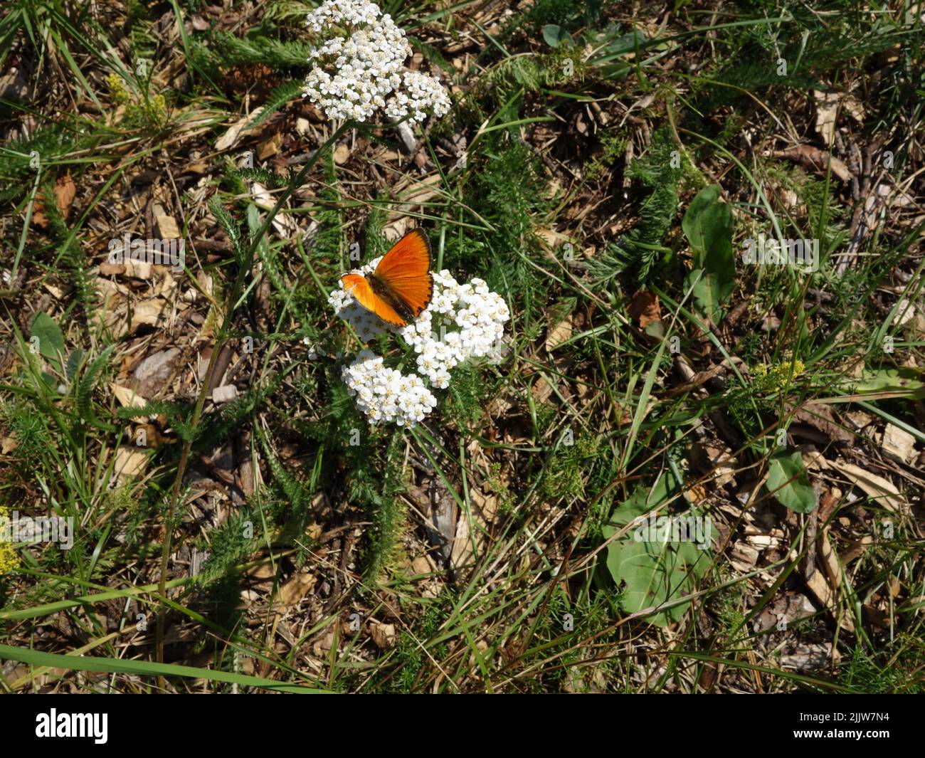 Farfalla arancione, rame scarso, (Lycaena virgaureae) poggiante su una pianta di fiori di yarrow. Foto Stock