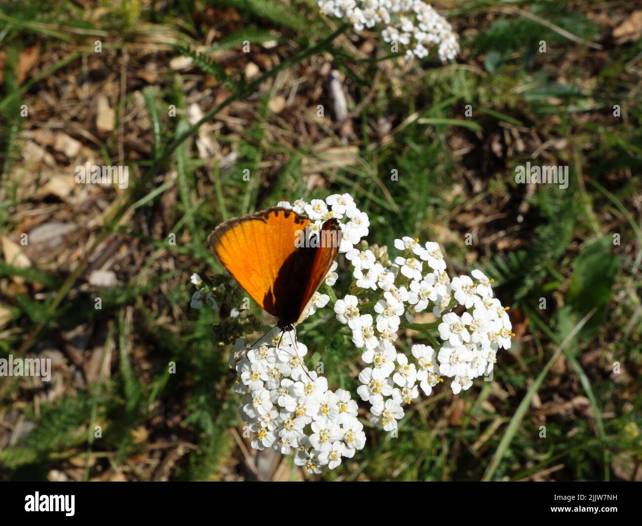 Farfalla arancione, rame scarso, (Lycaena virgaureae) succhiare nettare da un fiore di arrow. Foto Stock
