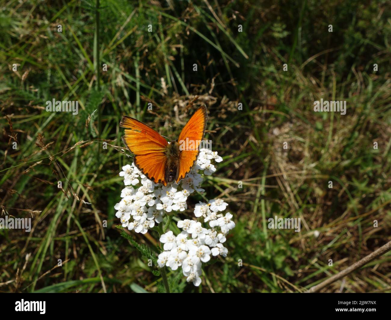 Farfalla arancione, rame scarso, (Lycaena virgaureae) poggiante su una pianta di fiori di yarrow. Foto Stock