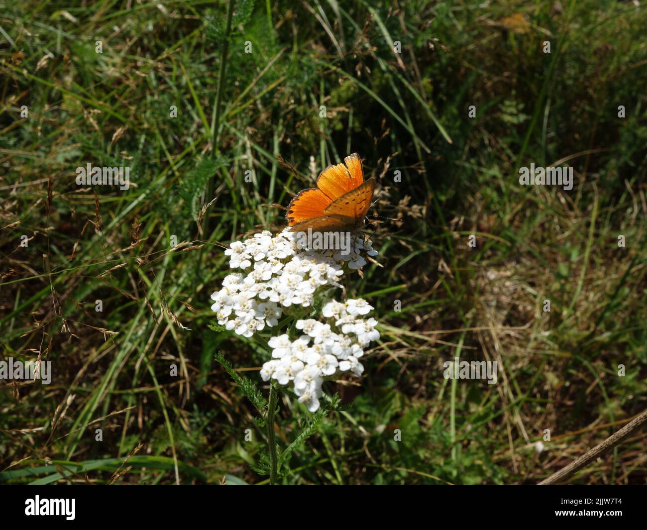 Farfalla arancione, rame scarso, (Lycaena virgaureae) poggiante su una pianta di fiori di yarrow. Foto Stock