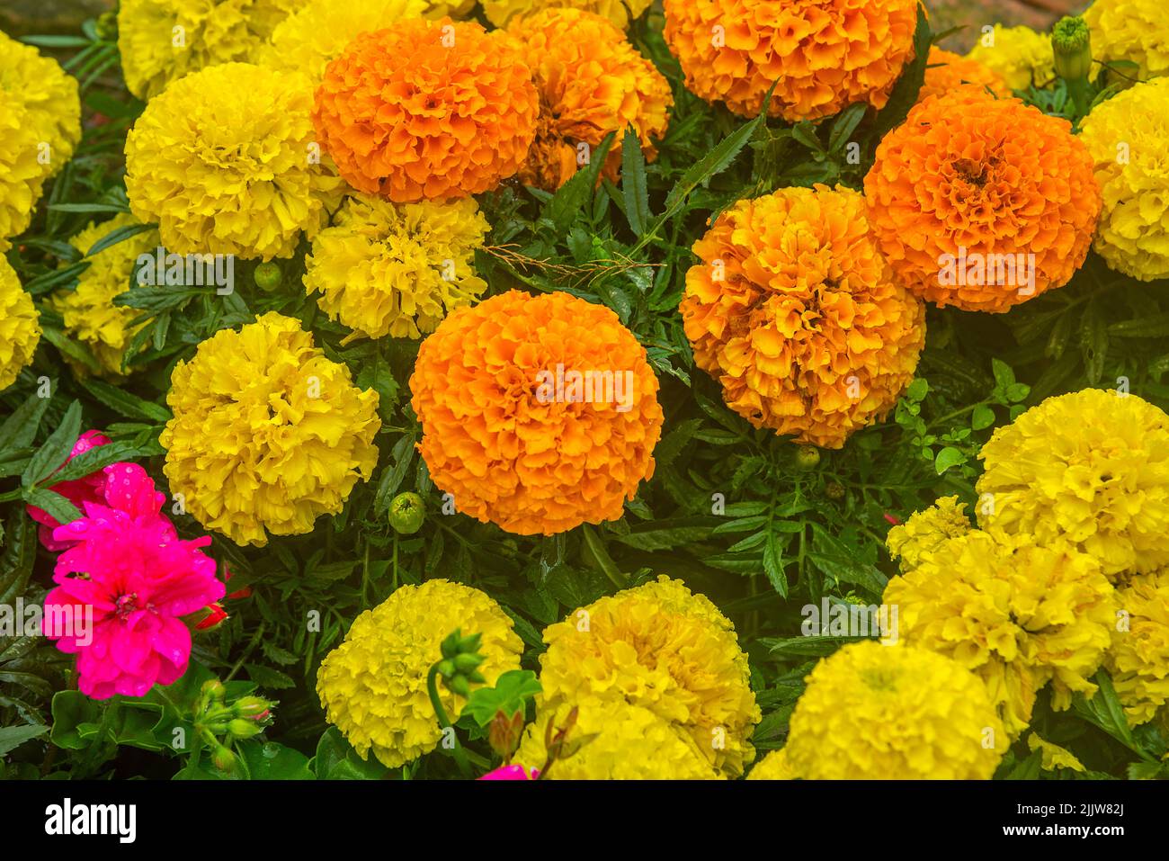 Fiori della dalia. Foto Stock