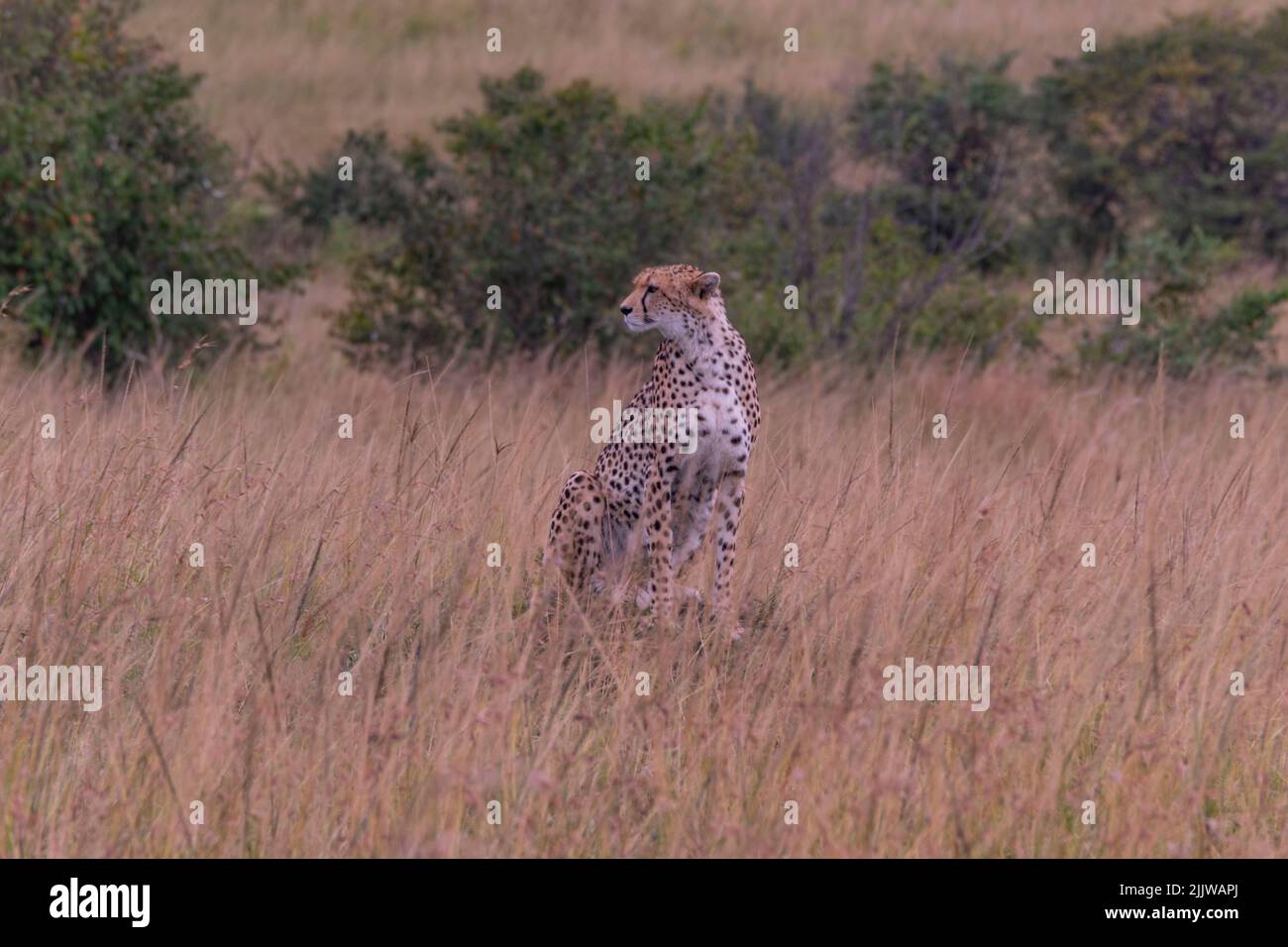 Cheetah in Masai Mara Game Reserve del Kenya Foto Stock