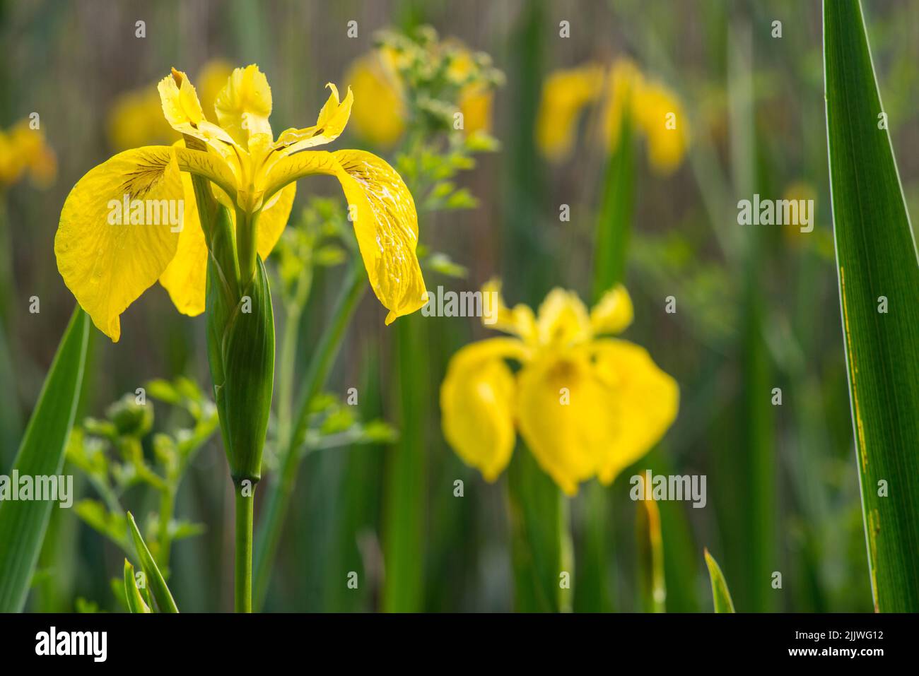 Bandiera gialla Iris, (Iris pseudacorus) crescente selvaggia lungo un laghetto a Southampton Common, Hampshire, Inghilterra Foto Stock