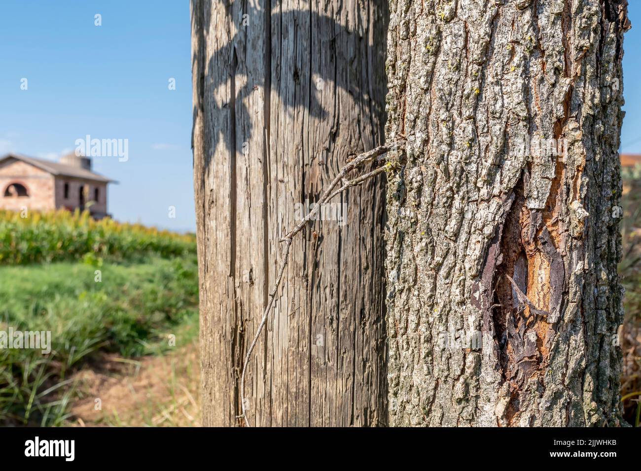 Primo piano di una corteccia di alberi con accanto un palo di legno e di una casa in costruzione nella campagna sullo sfondo, Bientina, Italia Foto Stock