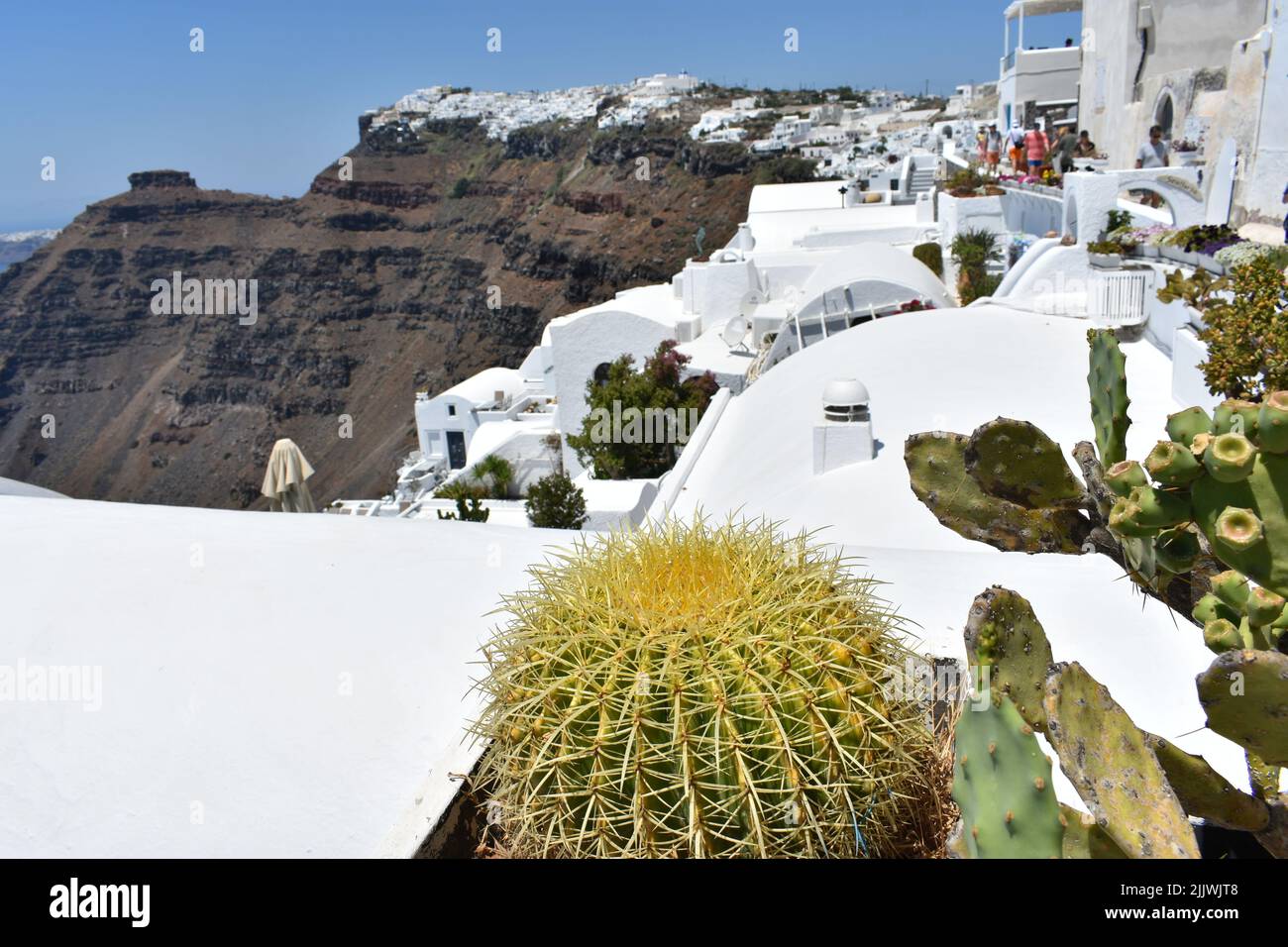 Pianta di cactus in vaso con rocce vulcaniche che si affacciano scogliere e caldera vulcano nel villaggio di Oia, isola di Santorini, mar Egeo, isole greche, Cicladi Foto Stock