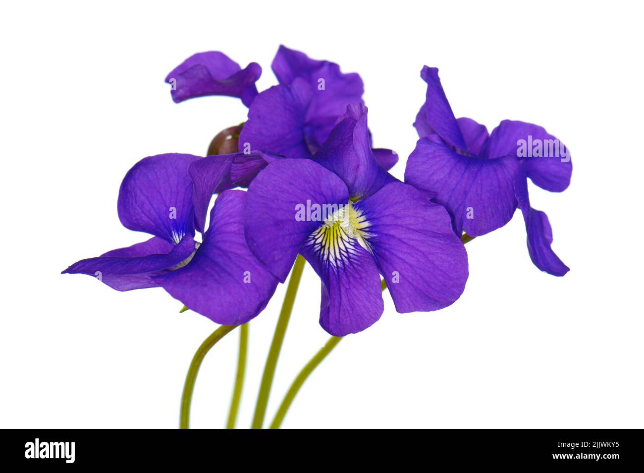 Un fiore blu viola odorata isolato su sfondo bianco. Foto Stock