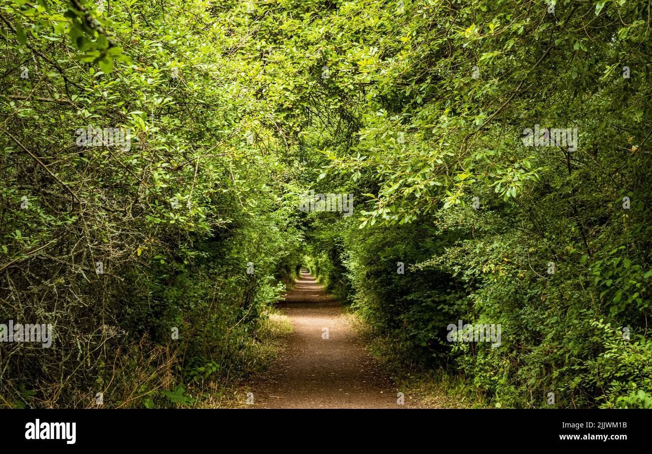 Una vista lungo il Downs link, un percorso ferroviario disutilizzato oggi utilizzato da escursionisti e ciclisti nel West Sussex, Regno Unito. Foto Stock