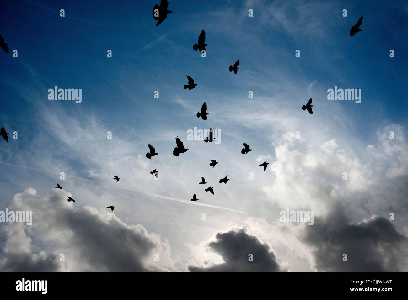 Gregge di piccioni in volo che si staglia contro un cielo poco nuvoloso Foto Stock