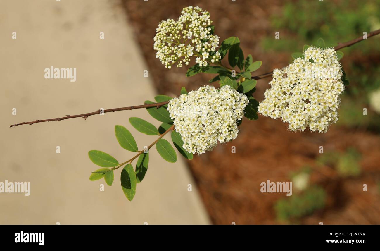 Un colpo selettivo di delicato papavero montano cenere fiore pianta isolata con sfondo sfocato. Foto Stock