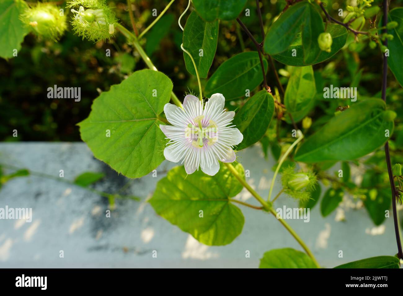 Un focus shot selettivo di Passiflora foetida, passionflower stinking, con sfondo sfocato. Foto Stock