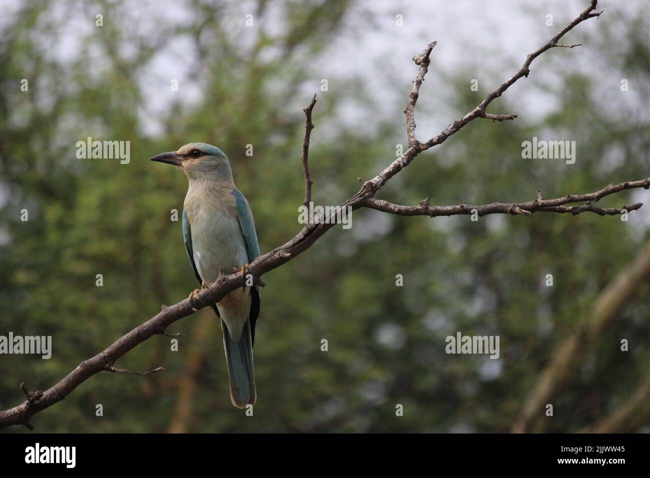 Arroccato indiano rullo in Rajasthan Foto Stock