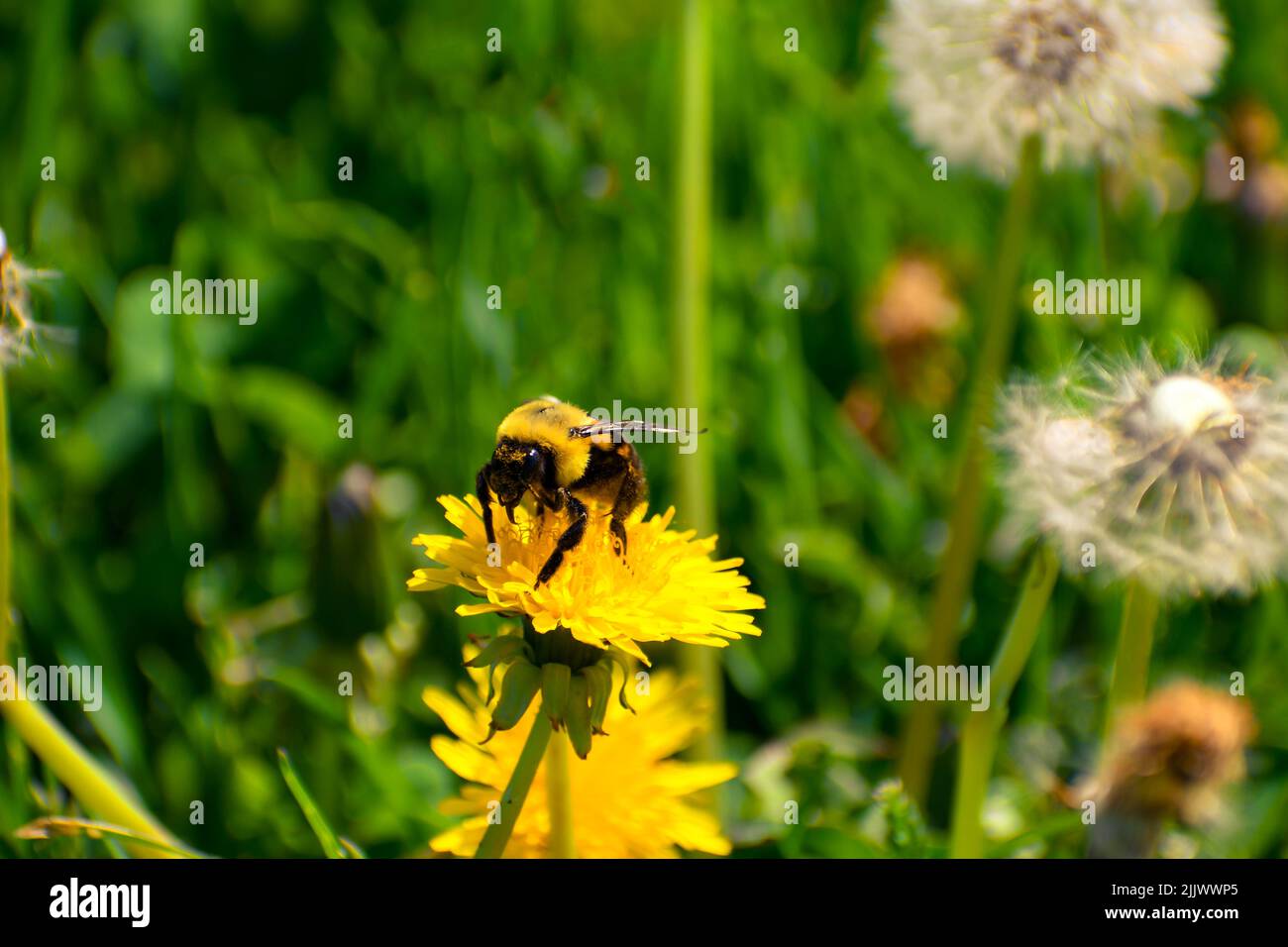 Bumblebee sul dandy Foto Stock